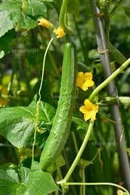 Luffa Gourd Sponge Seeds for Planting heirloom & Non-GMO Seeds